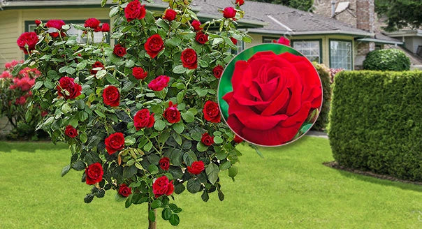 Rosiers sur tige, 120