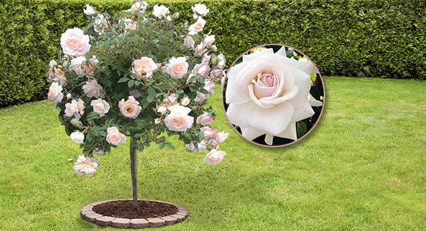 Rosiers demi tige, 70