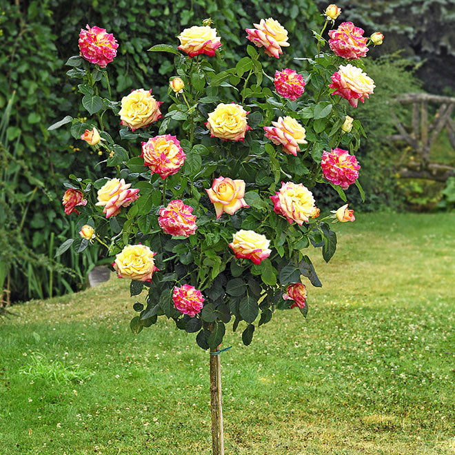 Double Delight Long - 120